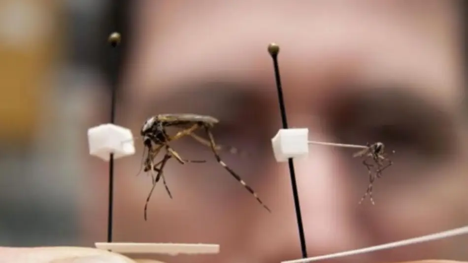 A mitad de año saldría la vacuna contra el dengue