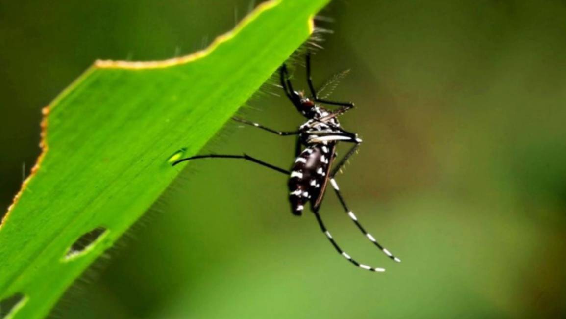 Aumentaron casi un 600% los casos de dengue en Río de Janeiro