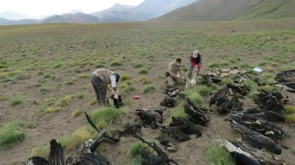 Confirman que fueron envenenados los 34 cóndores de Mendoza