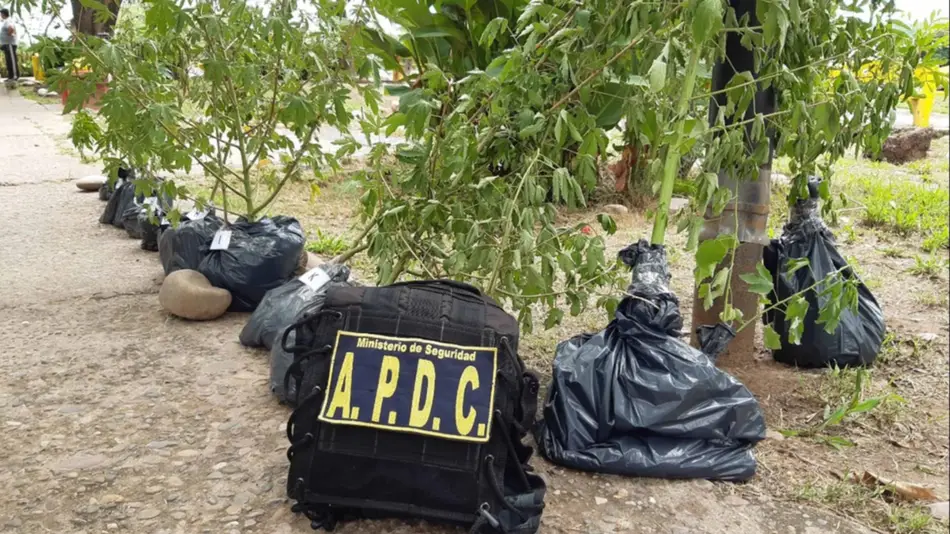 Secuestraron plantas de marihuana en plazoleta