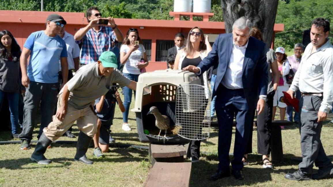 Liberaron varios animales silvestres rehabilitados