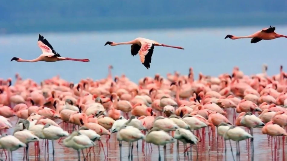 Reabre la atención el Monumento Natural Laguna de Pozuelos