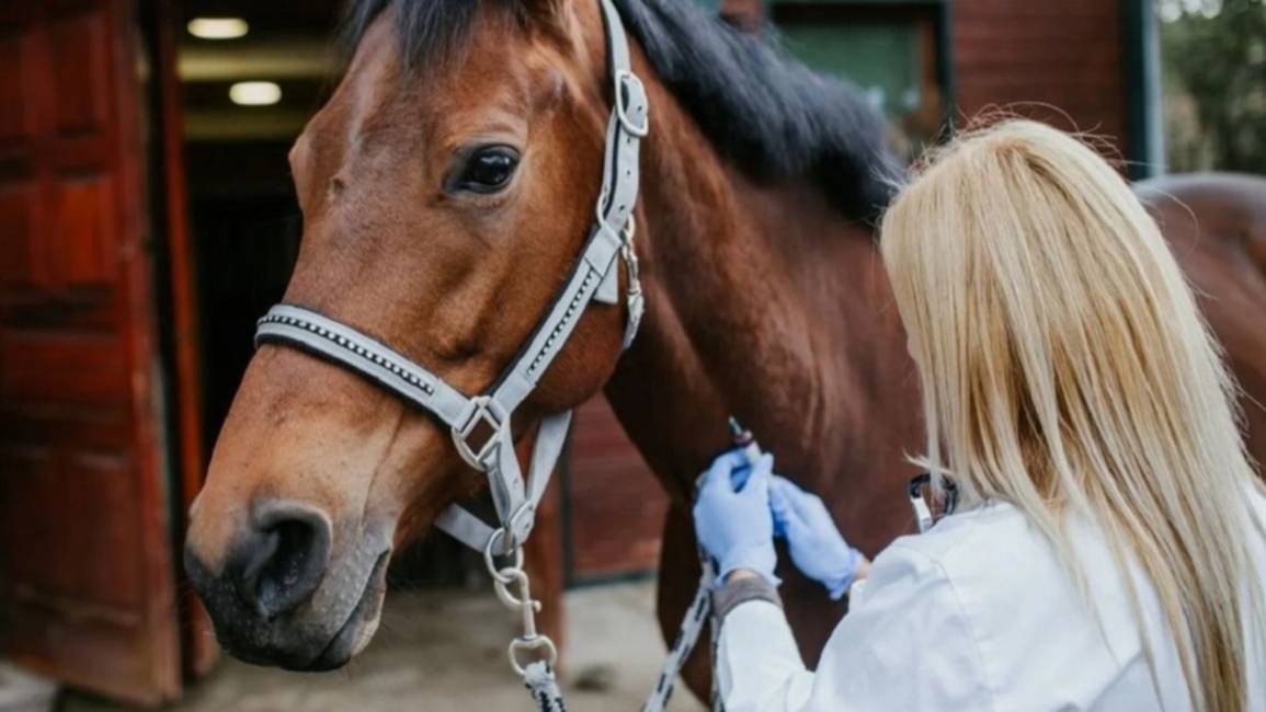 Estas son las medidas para prevenir la encefalitis equina
