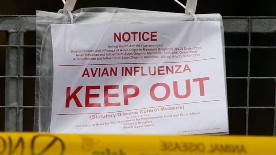 Alerta sanitaria en EEUU: se registró la primera muerte humana por gripe aviar