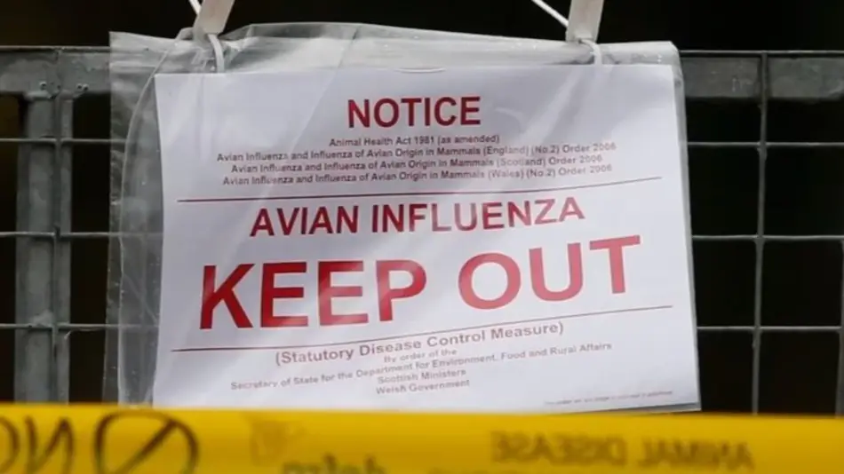 Alerta sanitaria en EEUU: se registró la primera muerte humana por gripe aviar