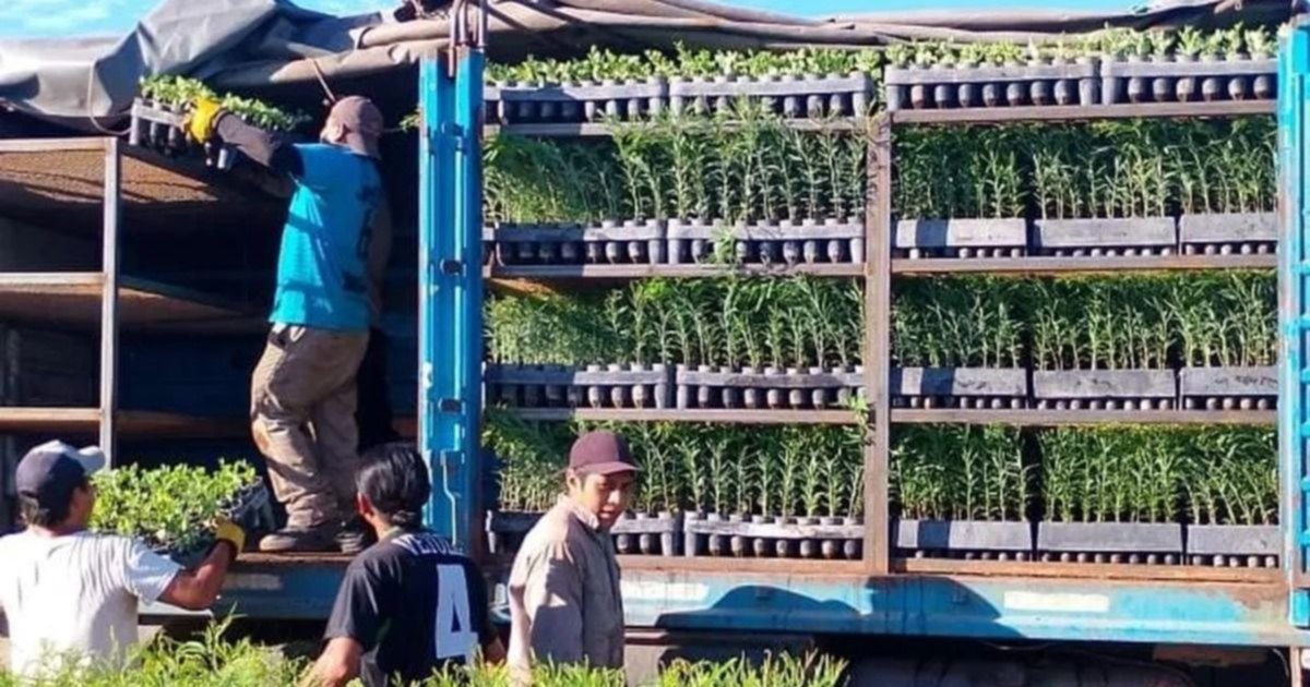 Se posiciona en el NOA Centro Foresto-Industrial de Arrayanal – El Tribuno de Jujuy