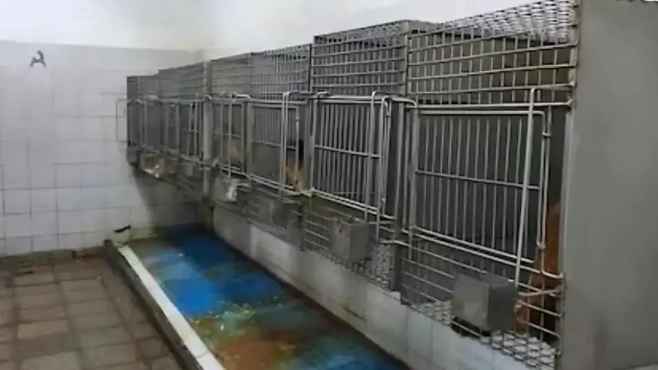 Trasladaron a Sudáfrica a 50 monos hallados en el sótano de un hospital en Saavedra