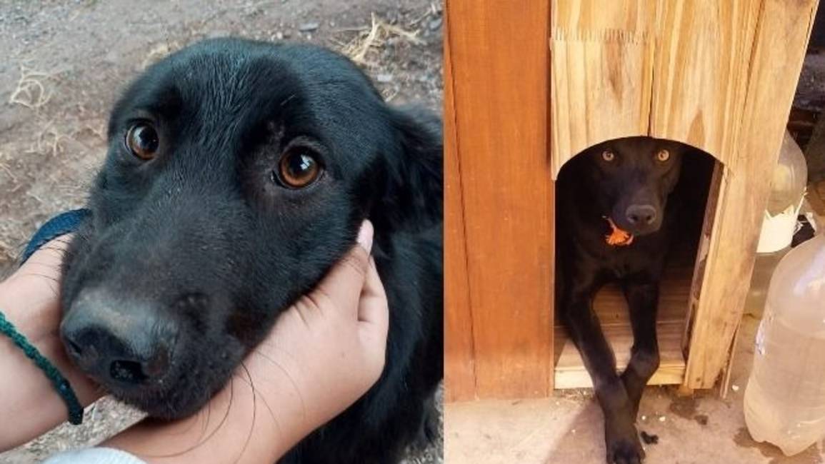 Piden donación de alimento para Rumba y Negrita