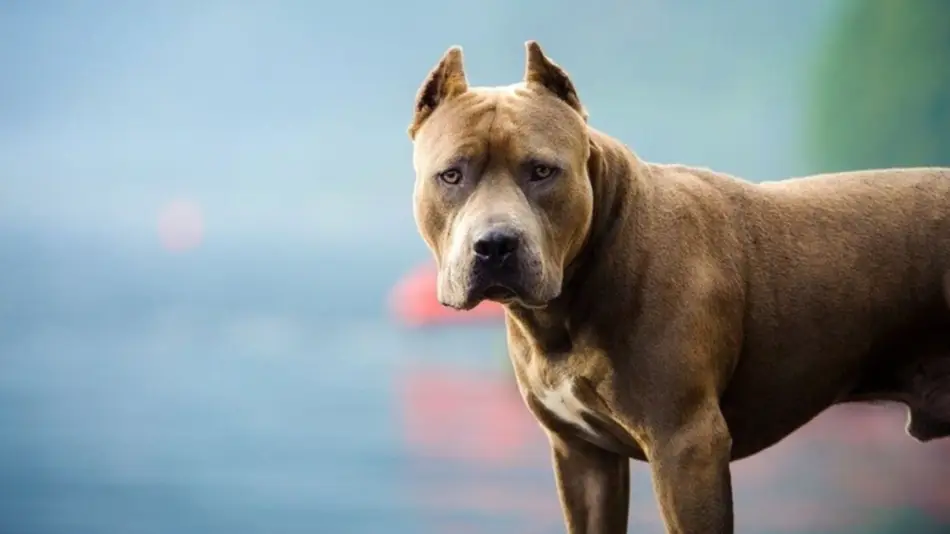 Un pitbull atacó a una beba de siete meses y le perforó un pulmón