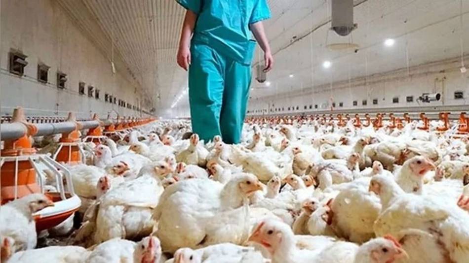 Paraguay emitió una alerta sanitaria por casos de gripe aviar en una región cercana a la Argentina