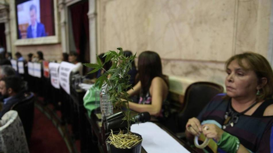 Una diputada correntina exhibió una planta de marihuana en el Congreso