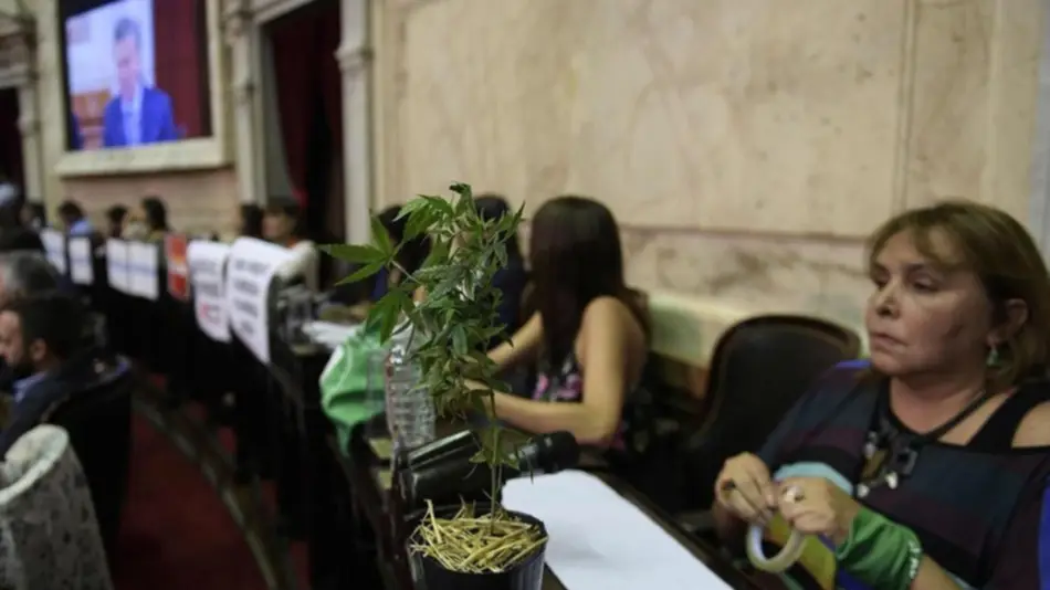 Una diputada correntina exhibió una planta de marihuana en el Congreso