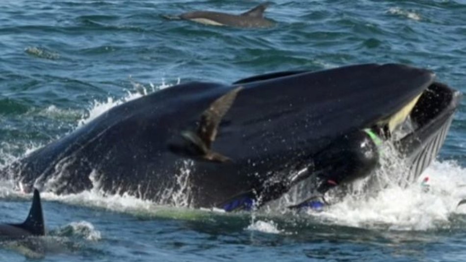 El cambio climático impulsa la migración temprana de ballenas