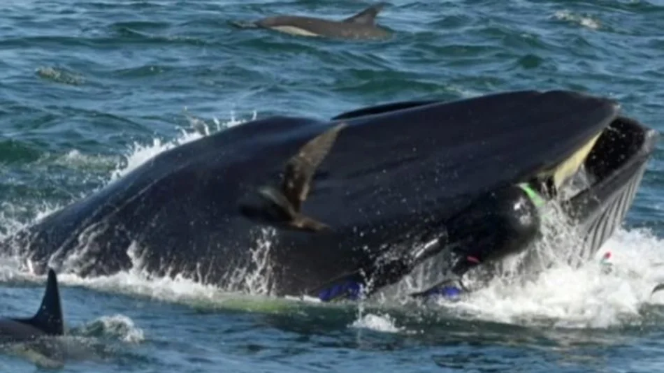 El cambio climático impulsa la migración temprana de ballenas