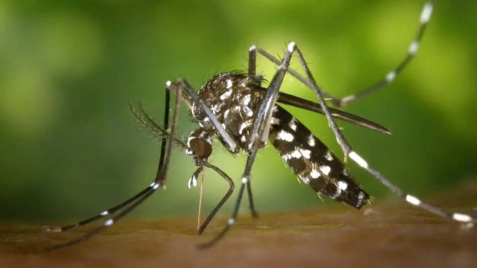 Brasil: se multiplica el dengue
