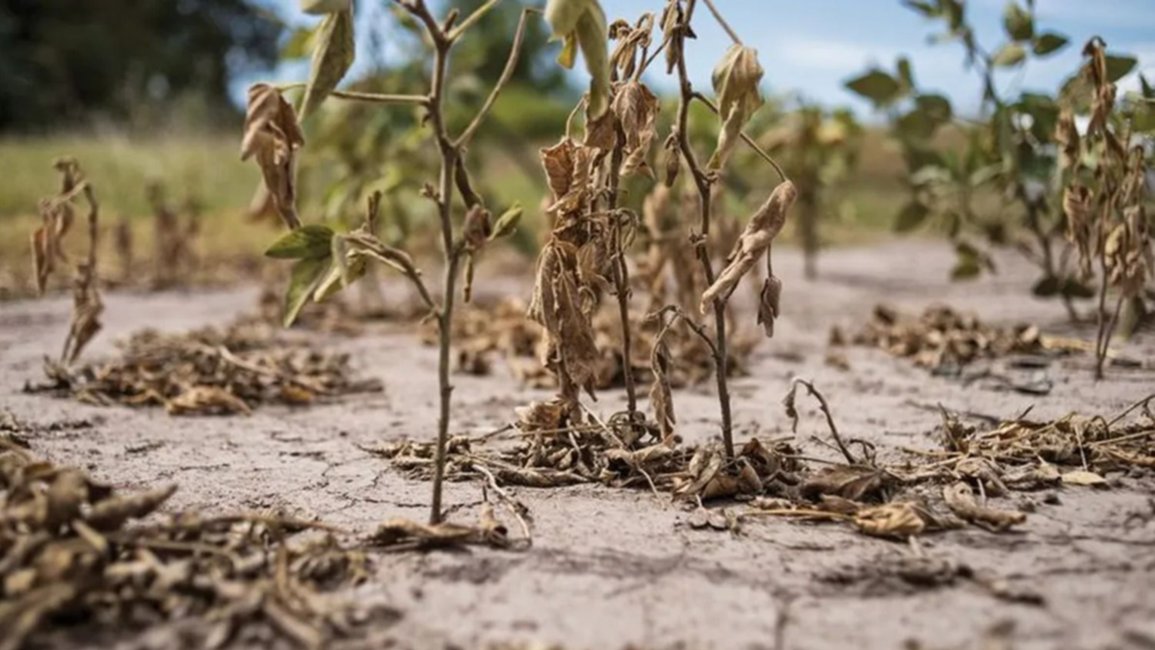 Continuidad de ola de calor impacta en la soja y no se descartan nuevos recortes de producción