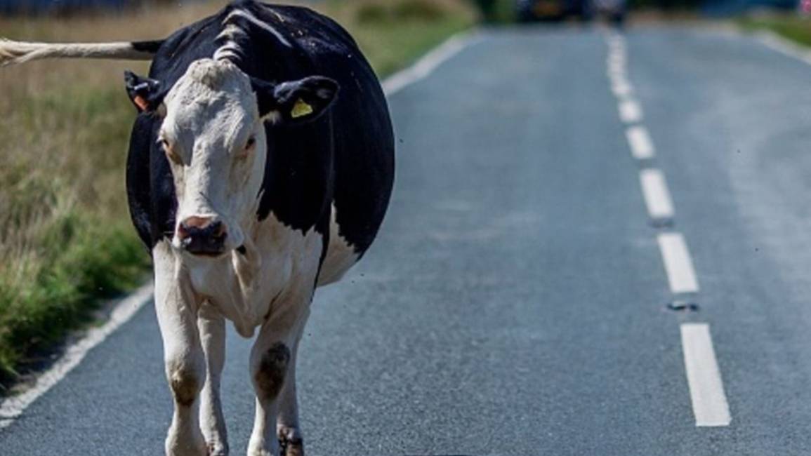 El Carmen: chocó contra una vaca, quedó herido y se salvó de milagro