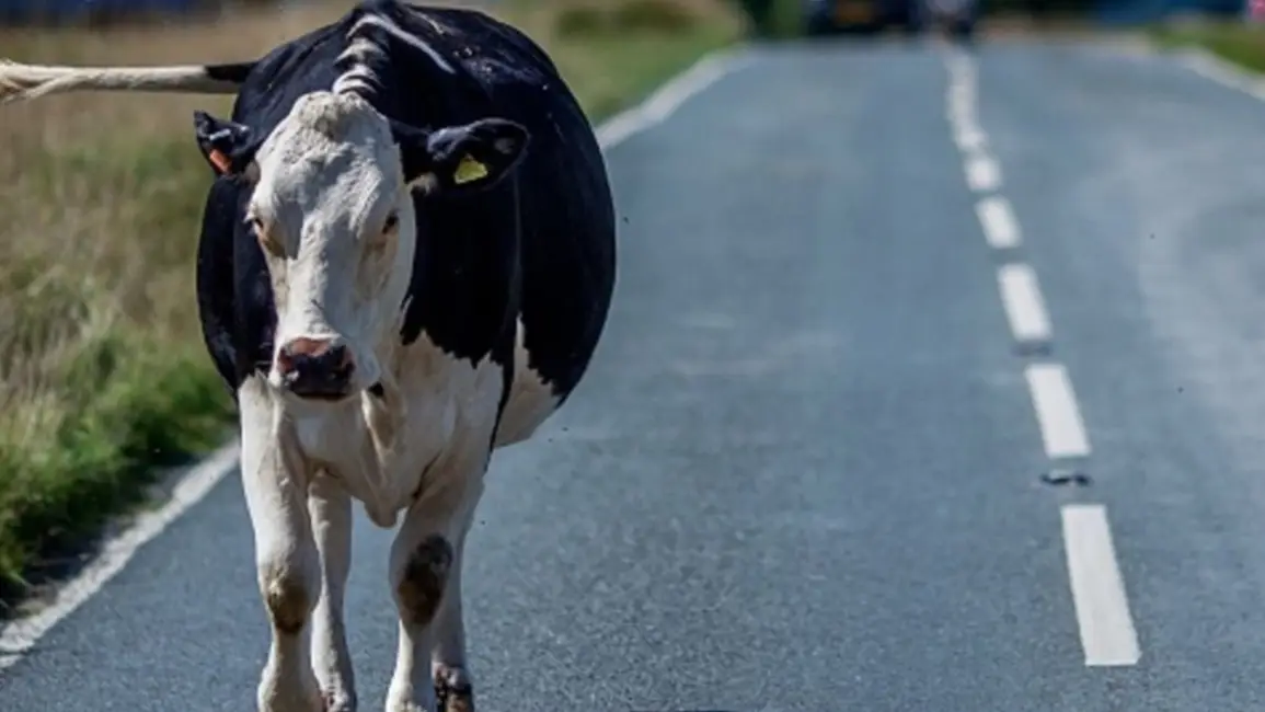 El Carmen: chocó contra una vaca, quedó herido y se salvó de milagro