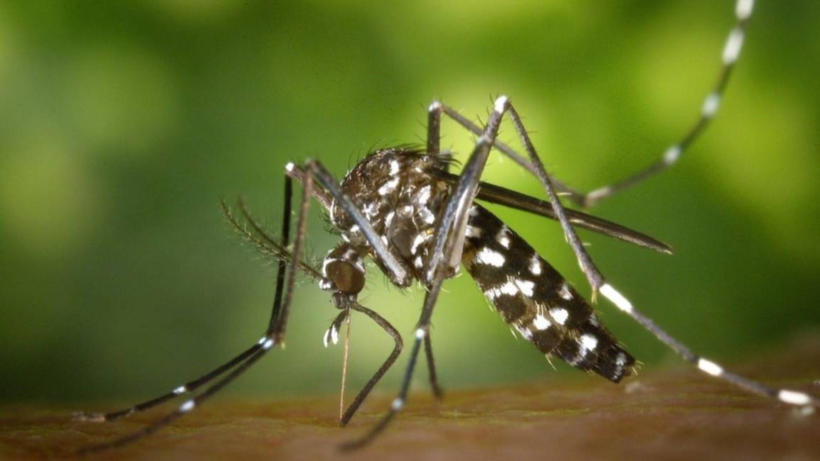 "En Jujuy no hay casos de Chikungunya"
