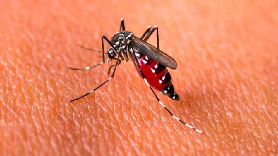 Dengue: confirman cinco nuevas muertes en el país