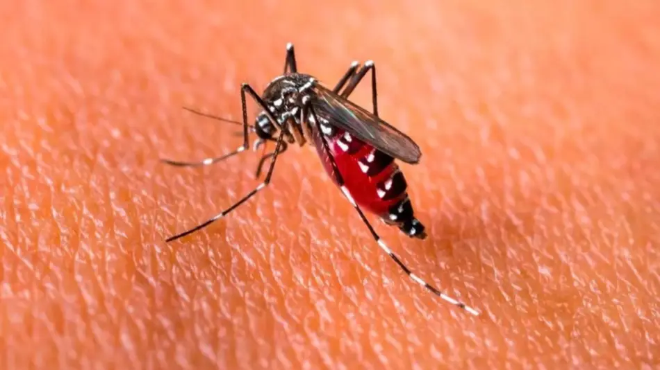 Dengue: confirman cinco nuevas muertes en el país