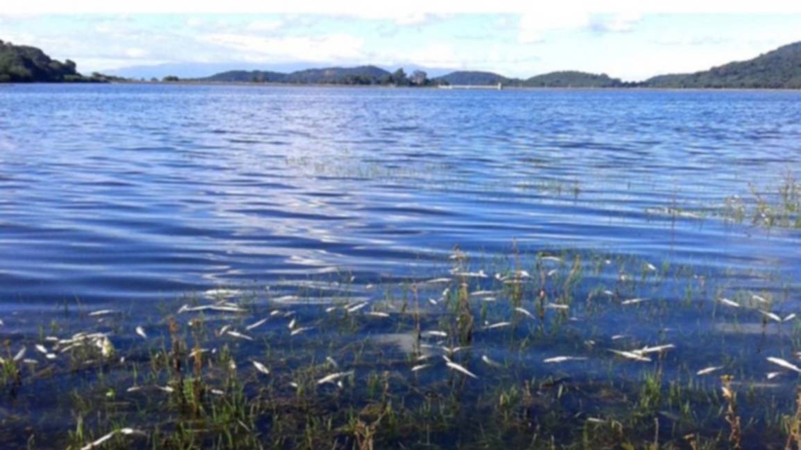 Investigan causa de mortandad de peces