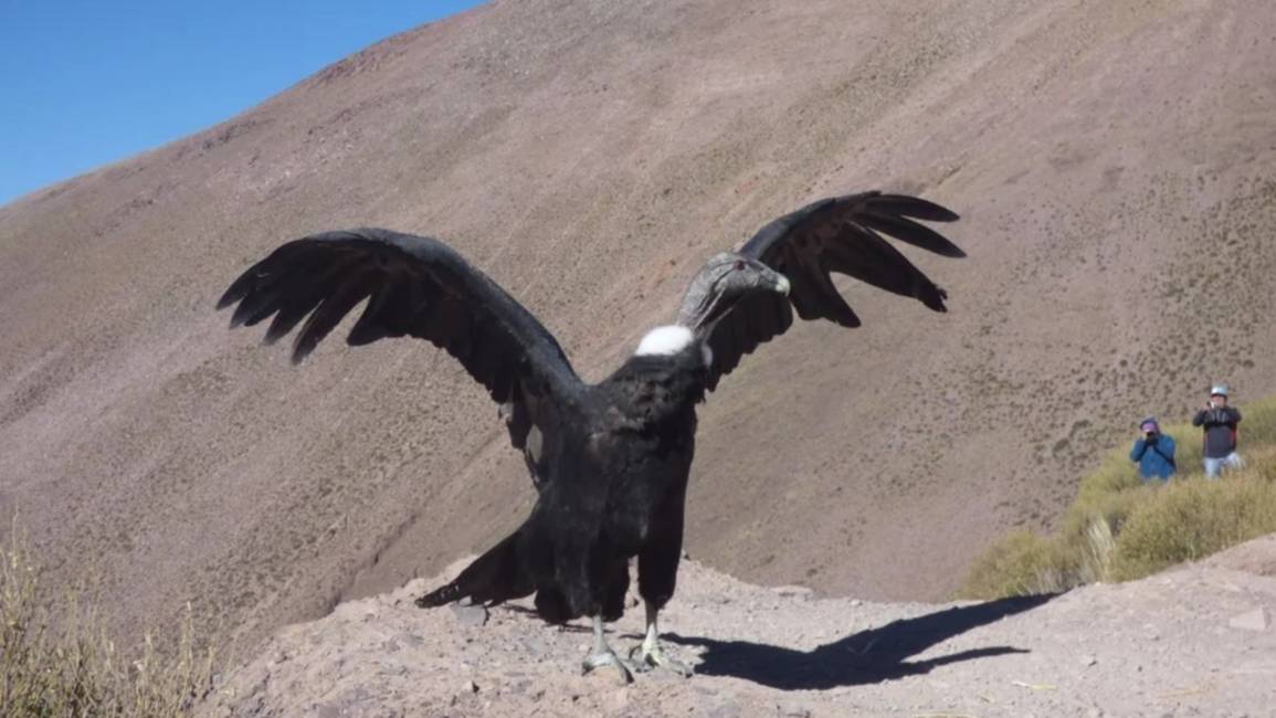 Destacan importancia de los animales silvestres