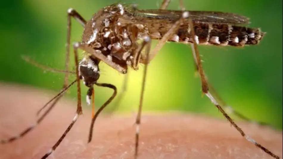 Anmat aprobó la vacuna contra el dengue en Argentina 