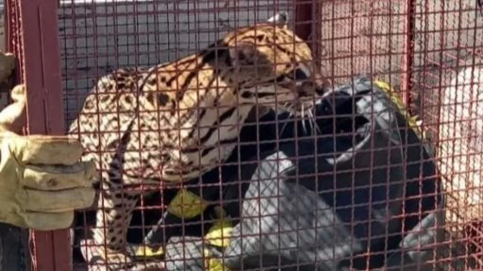 Rescataron a un ocelote cachorro tras aparecer en un barrio de Libertador