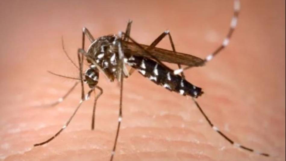 Brasil batió en solo tres meses su récord histórico de muertes por dengue