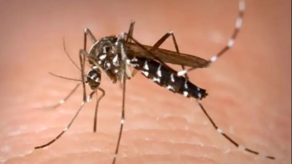 Brasil batió en solo tres meses su récord histórico de muertes por dengue