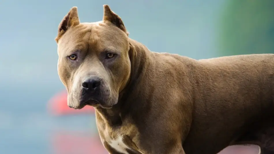 Alarma por ataques de pitbulls: Un bebé de 9 meses está internado en Córdoba con graves heridas en la cabeza