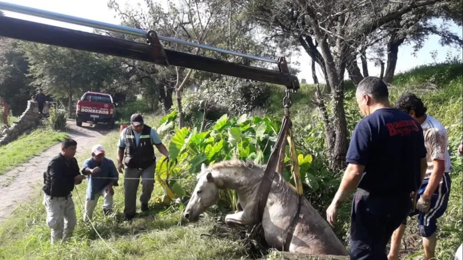 Rescataron un caballo que había caído en un zanjón