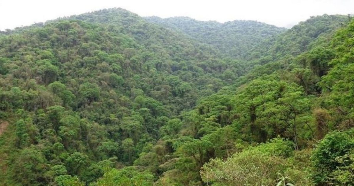 Jujuy recibirá $244.125.790 para la conservación de bosques nativos