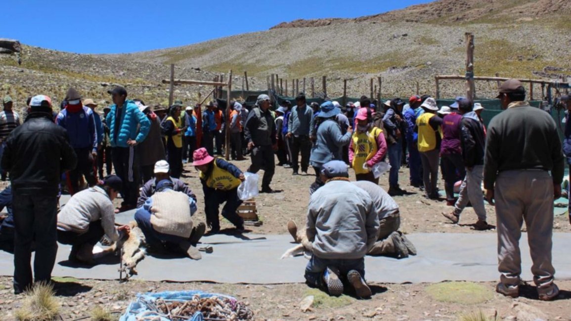 Inició la esquila sustentable de vicuñas