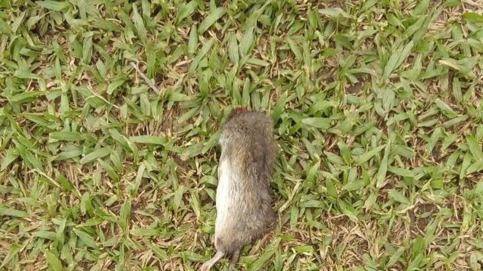 Preocupación por caso de hantavirus en la escuela 138