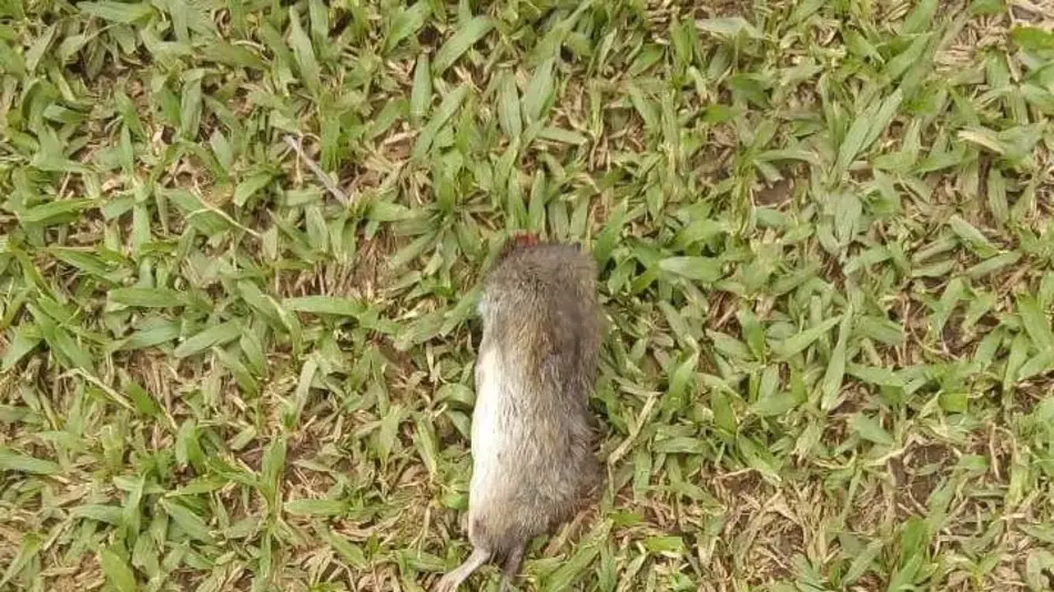 Preocupación por caso de hantavirus en la escuela 138