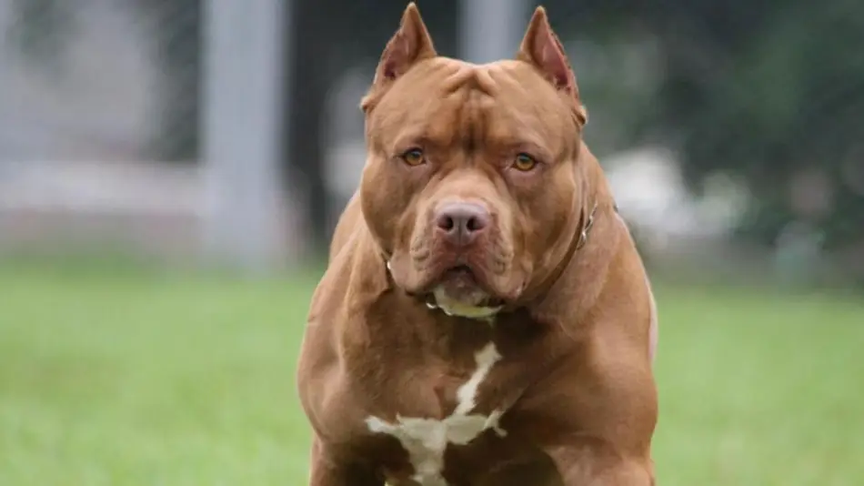PERRO DE RAZA PITBULL