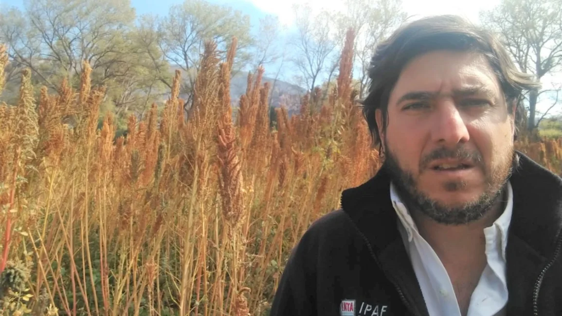 Destacan tratamiento mecanizado de la quinua en una tesina 