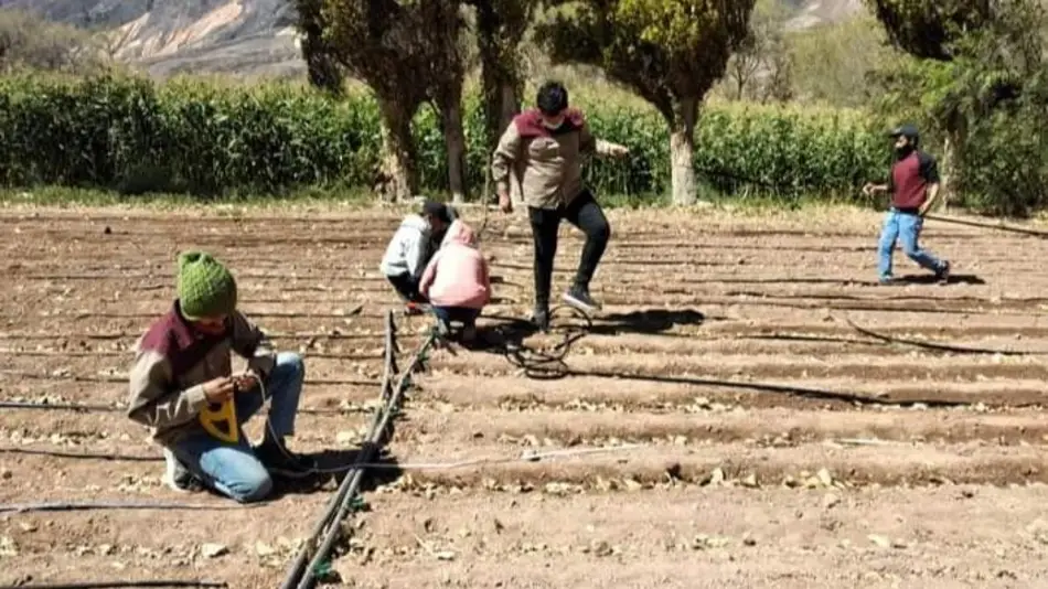 En la Quebrada estudian y promueven producción de ajo