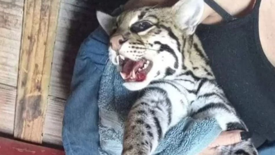 Turistas rescataron a un ocelote atropellado en la ruta nacional 34 