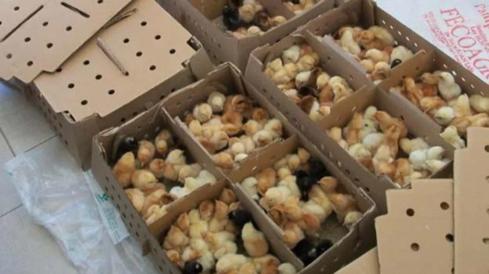 "El huevo tiene detrás un sistema productivo delicado"