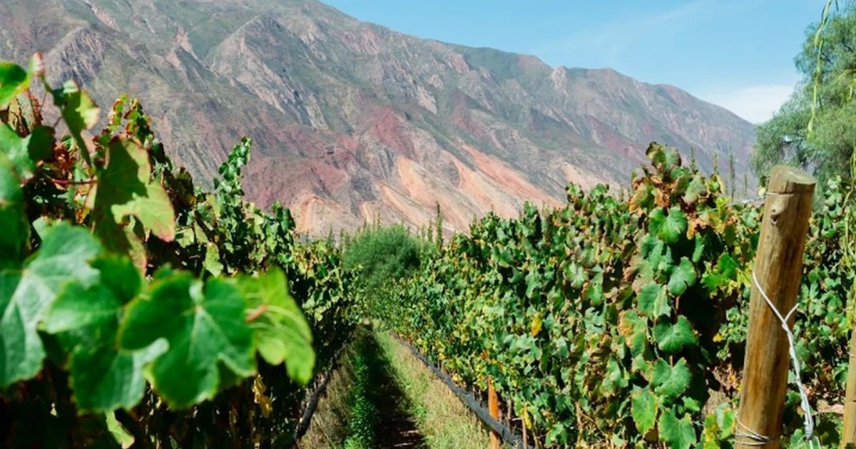 II Jornadas de Enoturismo y presentación de las Rutas del Vino de Jujuy en Valles y Quebrada