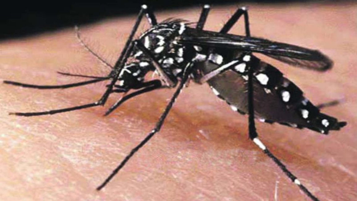 Los casos positivos de dengue en Jujuy ya son 379