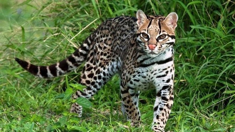 Denuncian la matanza de un ocelote en Jujuy 