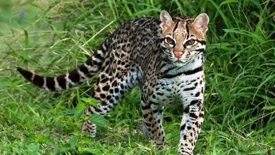Denuncian la matanza de un ocelote en una finca