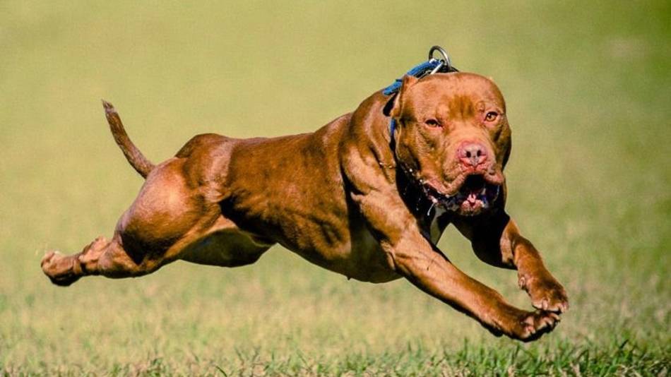 Conmoción: Un pitbull atacó a un niño y le arrancó el cuero cabelludo