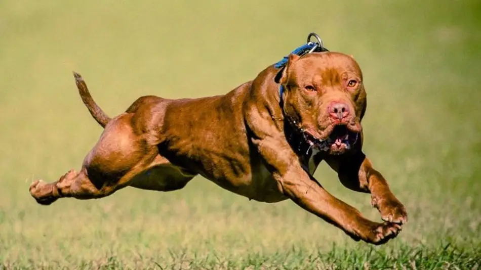 Conmoción: Un pitbull atacó a un niño y le arrancó el cuero cabelludo