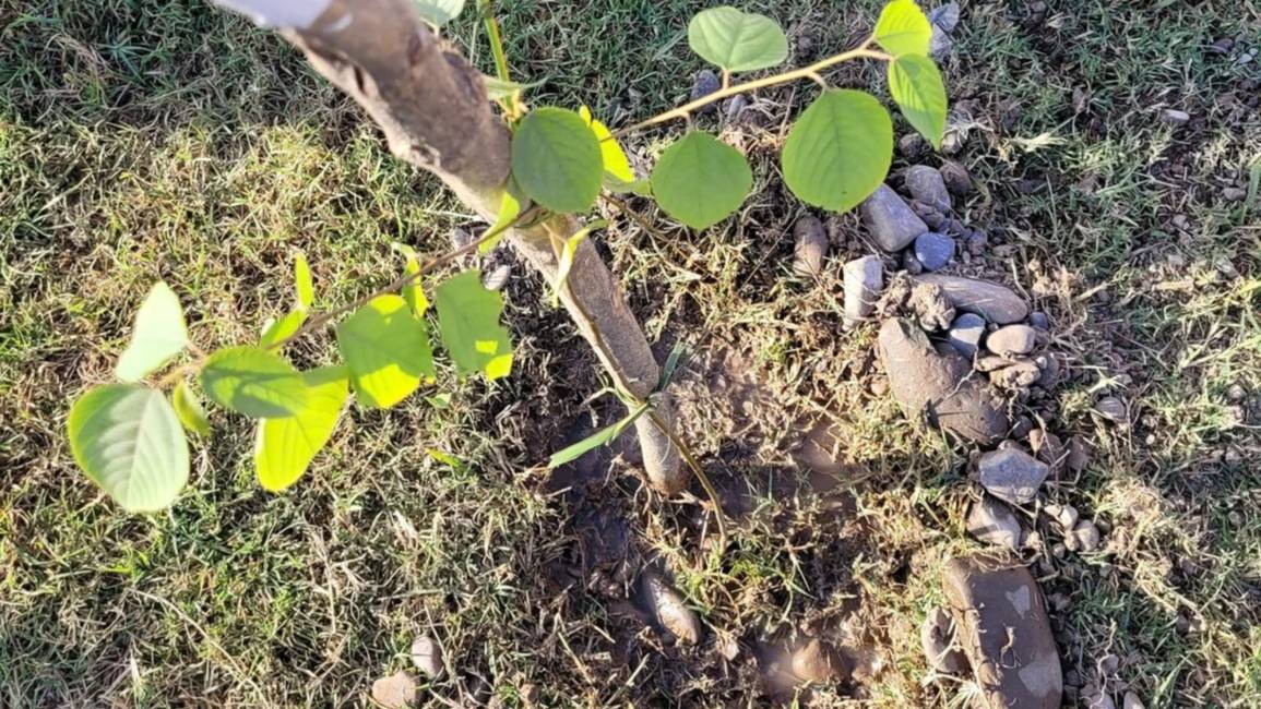 Respetar a los árboles es vital para la biodiversidad