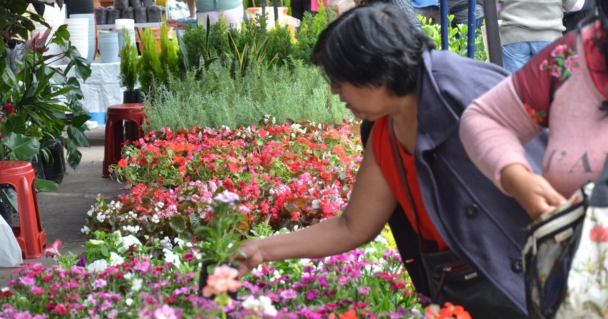 Floricultores jujeños buscan fortalecer el sector